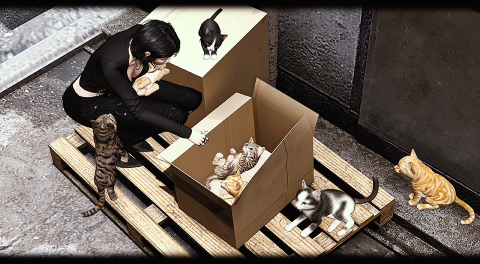 [Rezz Room] - European Cats